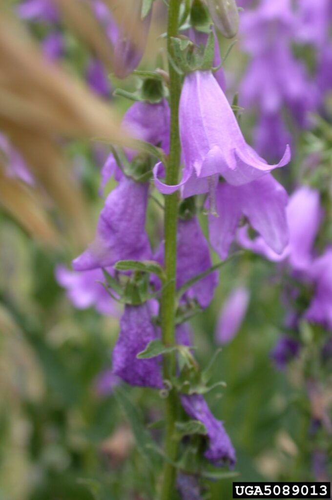 Purple flowers of the Creeping bellflower.