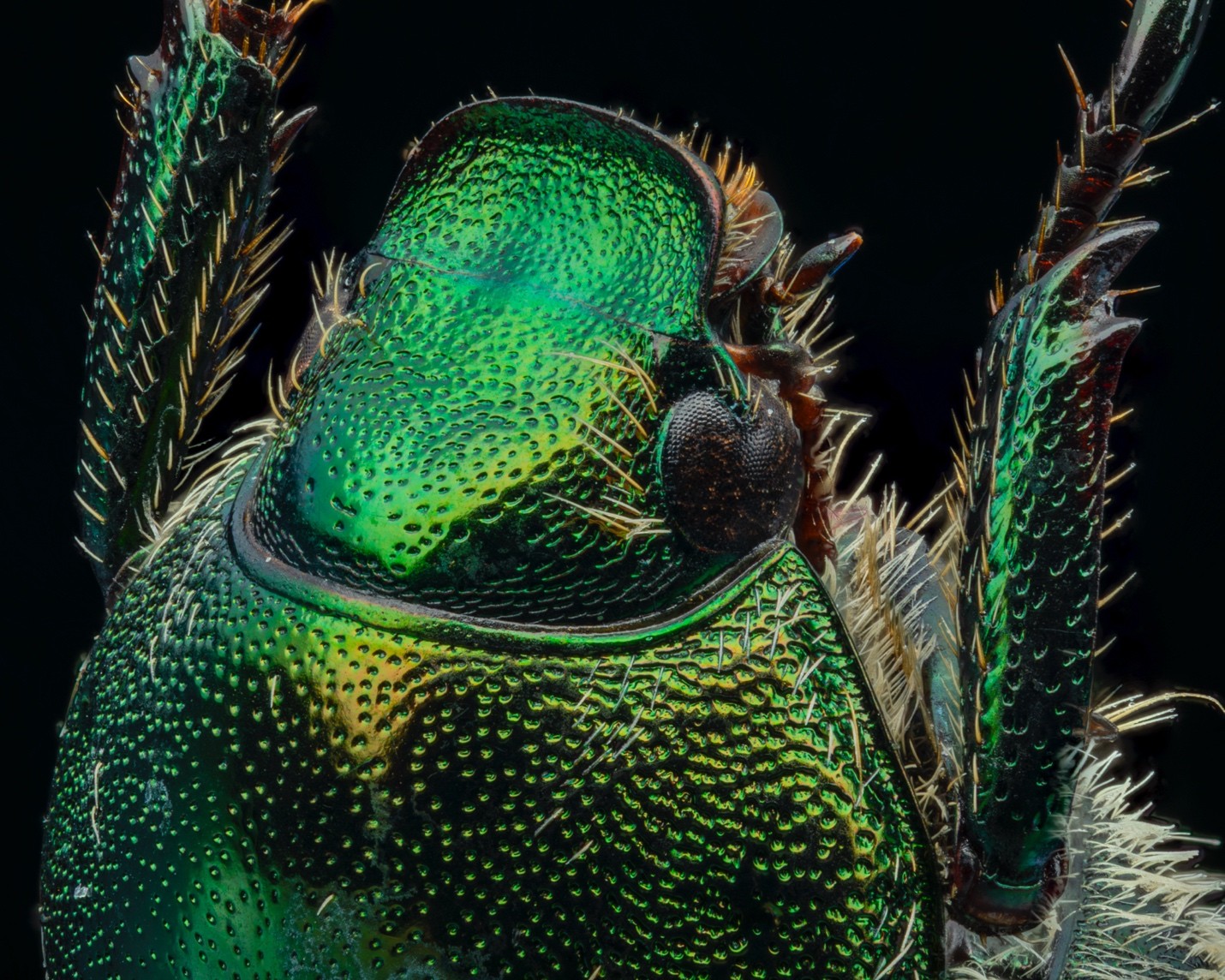 Close-up of male Japanese beetle showing tiny pits covering metallic green parts.