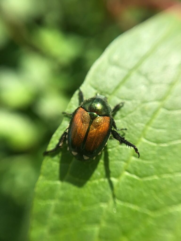 Adult Japanese beetle on a leaf.