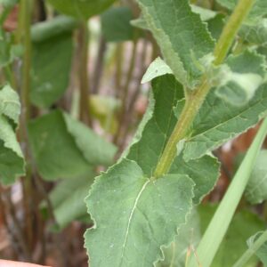 Arrow shaped leaves of Creeping bellflower.