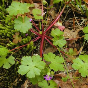 Red petioles, green leaves and purple flower of Shiny geranium.