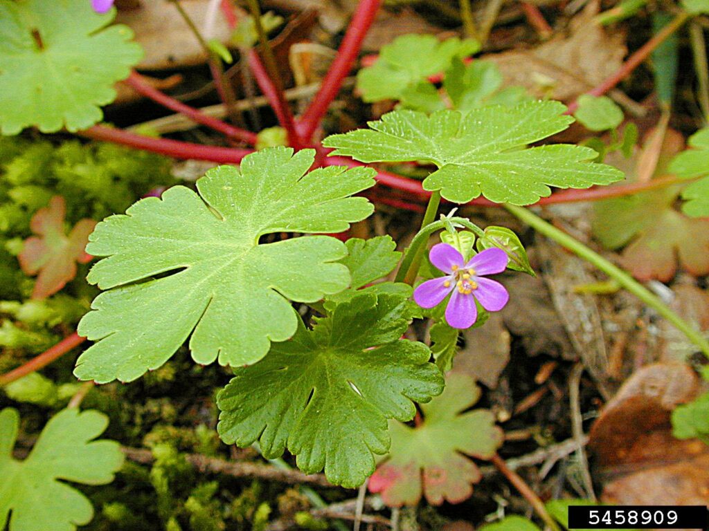 Close up of leaves, petioles and flower of Shiny geranium.