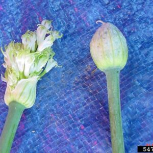 Two onion flowers with left being distorted due to infection and right being healthy.