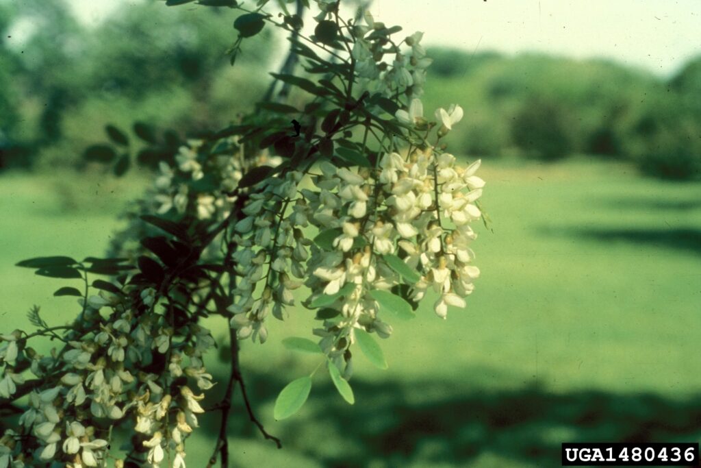 Creamy white flowers of black locust tree.