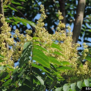 Yellow-green flowers of Tree of Heaven