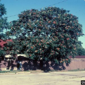 Large Tree of Heaven growing over a fence.