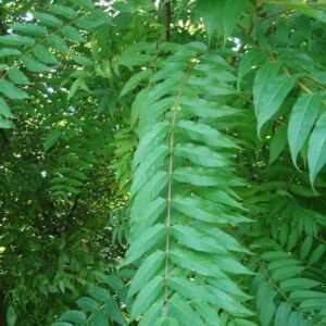 Pinately compound leaves of Tree of Heaven showing a series of opposite leaves on long leaf stalk or petiole.