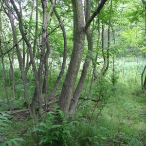 A cluster of multiple Tree of Heaven trees.