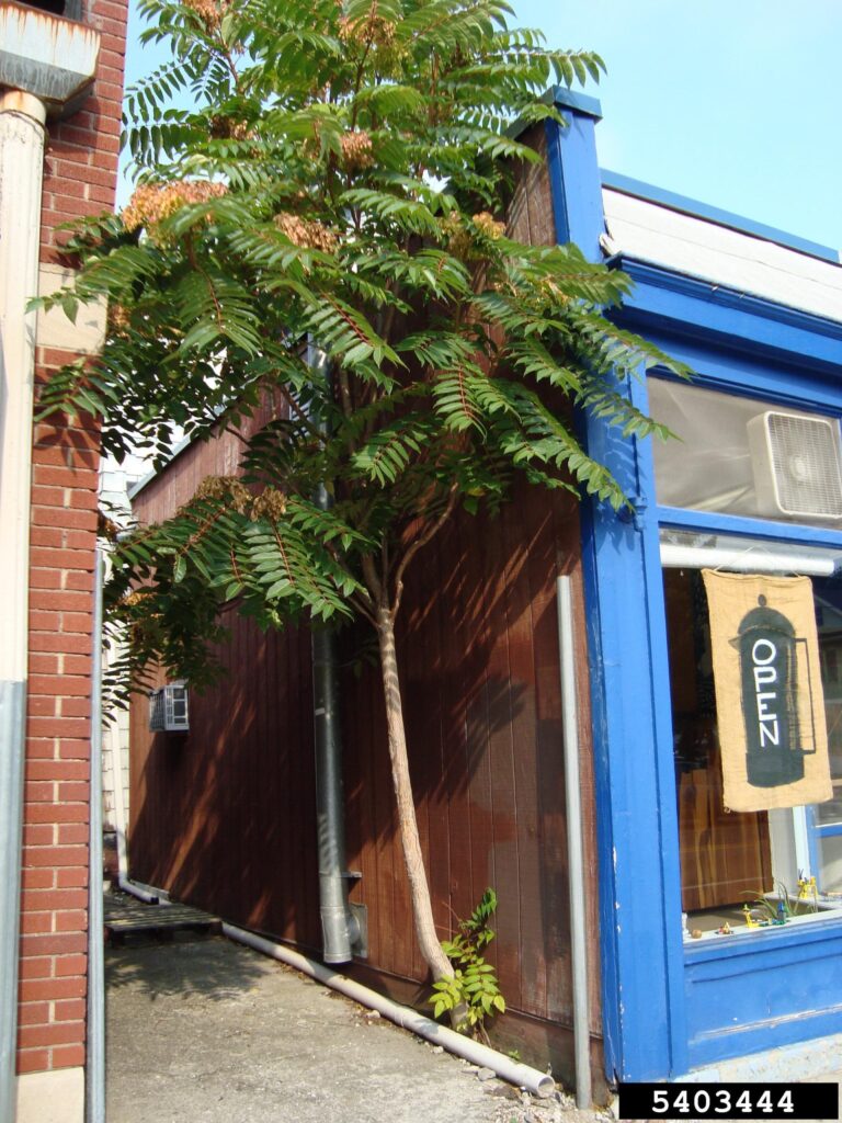 Tree of heaven growing in alley next to building wall.