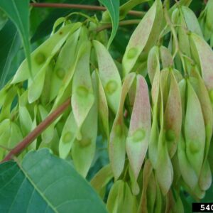 Clusters of drooping Tree of Heaven seed pods.