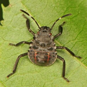 Brown Marmorated Stink Bug nymph, dark legs with red/black mottling on abdomen.