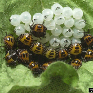 Egg mass with newly hatched nymphs.