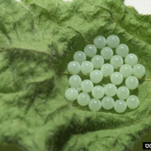 Egg mass on leaf.