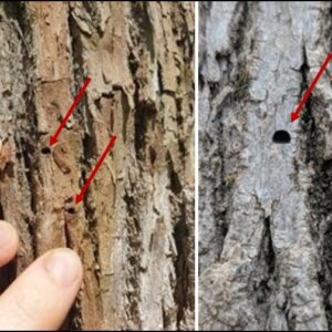 D shaped exit holes in bark of tree trunks denoted by red arrows.