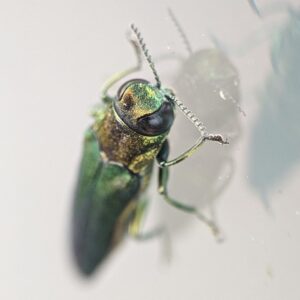 Frontal view of EAB focusing on serrated antennae.