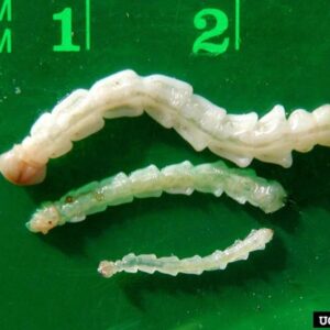 Three instars grubs progressively larger from bottom to top.