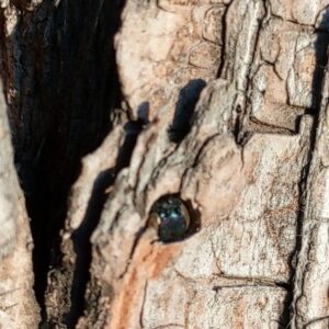 An adult emerald ash borer’s head is visible in the exit hole of a tree.