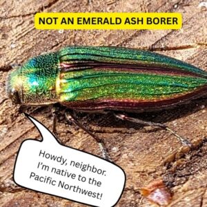 Elongated metallic green native beetle that resembles an EAB.