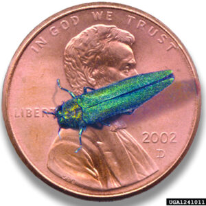 Slender metallic green Emerald ash borer on a penny for scale. The US penny measures 19.05 mm, 0.75 in)