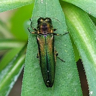 Elongated metallic green beetle.