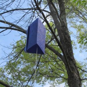 Purple prism shaped trap hanging from a tree.