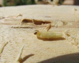 Pale yellow or beige EAB pupa on a cut stump.