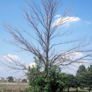 Lower root sprouts and dieback of upper part of the tree.