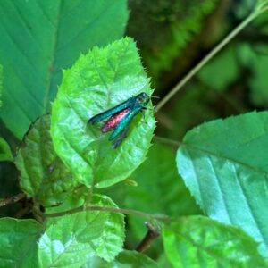 EAB sitting on a leaf with metallic green wings open showing reddish body.