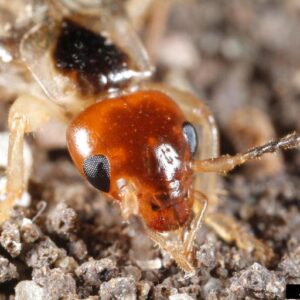 Closeup of adult male earwig with a shiny reddish-brown head, dark eyes, and segmented antennae on a soil surface.
