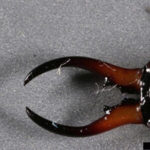Wide curved forceps of male earwig.