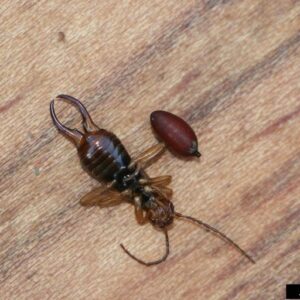 A dead earwig on its back next to the puparia of parasitic tachinid fly.