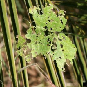 Skeletonized leaf injury caused by earwig.