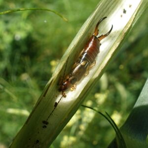 Earwig in the node of fennel stock.