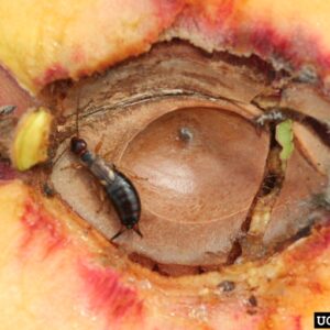 Peach cut to reveal pit and an earwig.