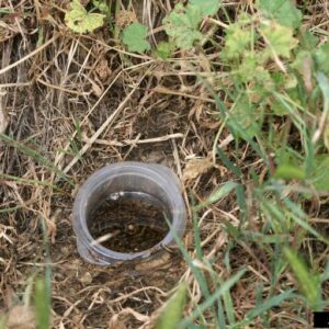 Pitfall trap planted in the garden with large number of earwigs trapped.