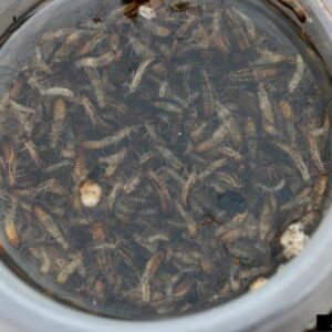 Closeup of large number of earwigs caught in a round plastic pitfall trap filled with liquid.