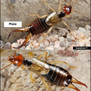 Comparison of a male earwig with broad curved forceps and a female earwig with narrow slightly curved forceps.
