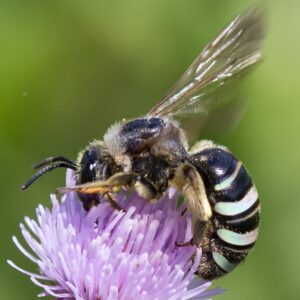 The alkali bee on a purple flower.