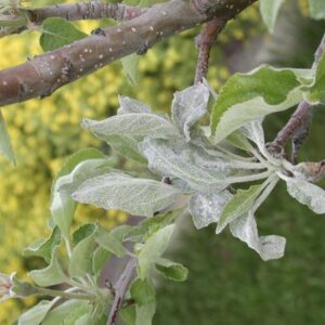 Powdery mildew on apple foliage.