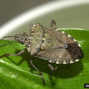 brown marmorated stink bug on leaf