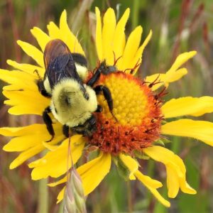 Brown-belted bumblebee queen.