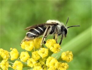 Digger bee (Anthopthora sp.) on yellow flower.