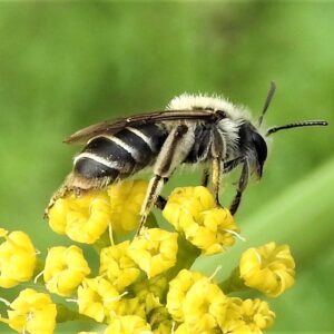 Digger bee (Anthopthora sp.) on yellow flower.