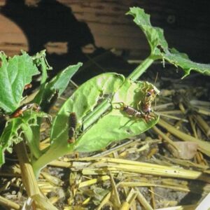 Earwigs feeding on cucumber.