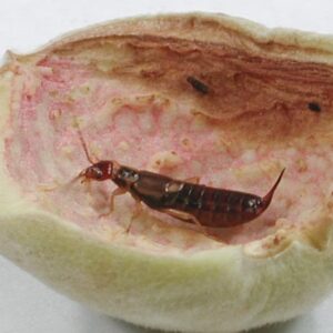 European earwig found feeding on interior of peach.