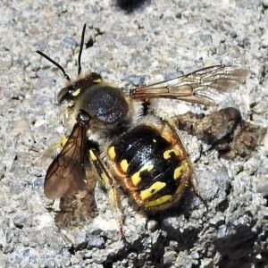 Close-up of European wool carder bee.