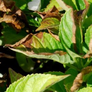 Leaf scorch on hydrangea.