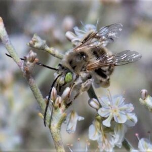 Long-horned bee.