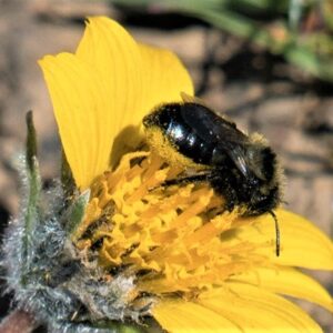 Mason bee with pollen on underside of abdomen.