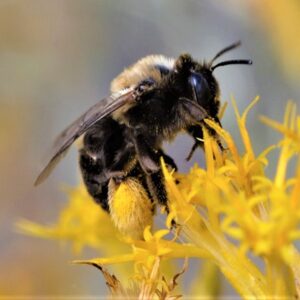 Close-up of Mining bee (Andrena sp.) on rabbitbrush flowers.